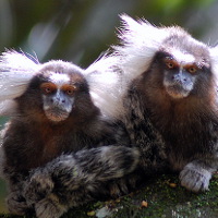 primate photo