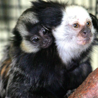 primate photo
