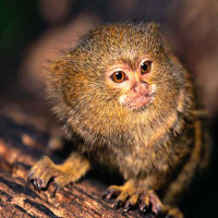 primate photo