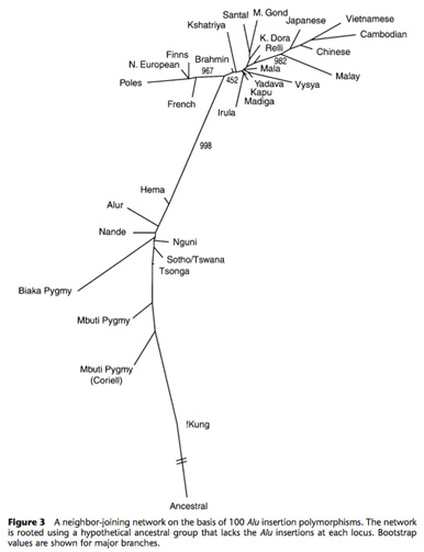 Neighbor-joining network of Alu insertion polymorphisms